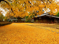 Korea tour