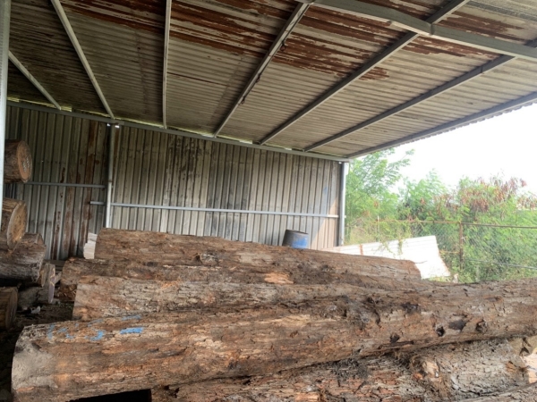 America White Oak