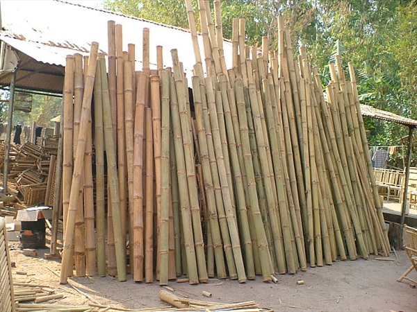 MANH TONG BAMBOO WITH KNOT