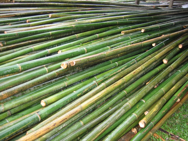 SMALL VAU BAMBOO