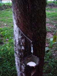 Rubber tree