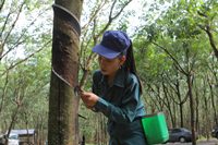 Rubber latex