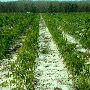 Rubber garden