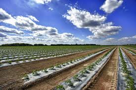 Agricultural Films