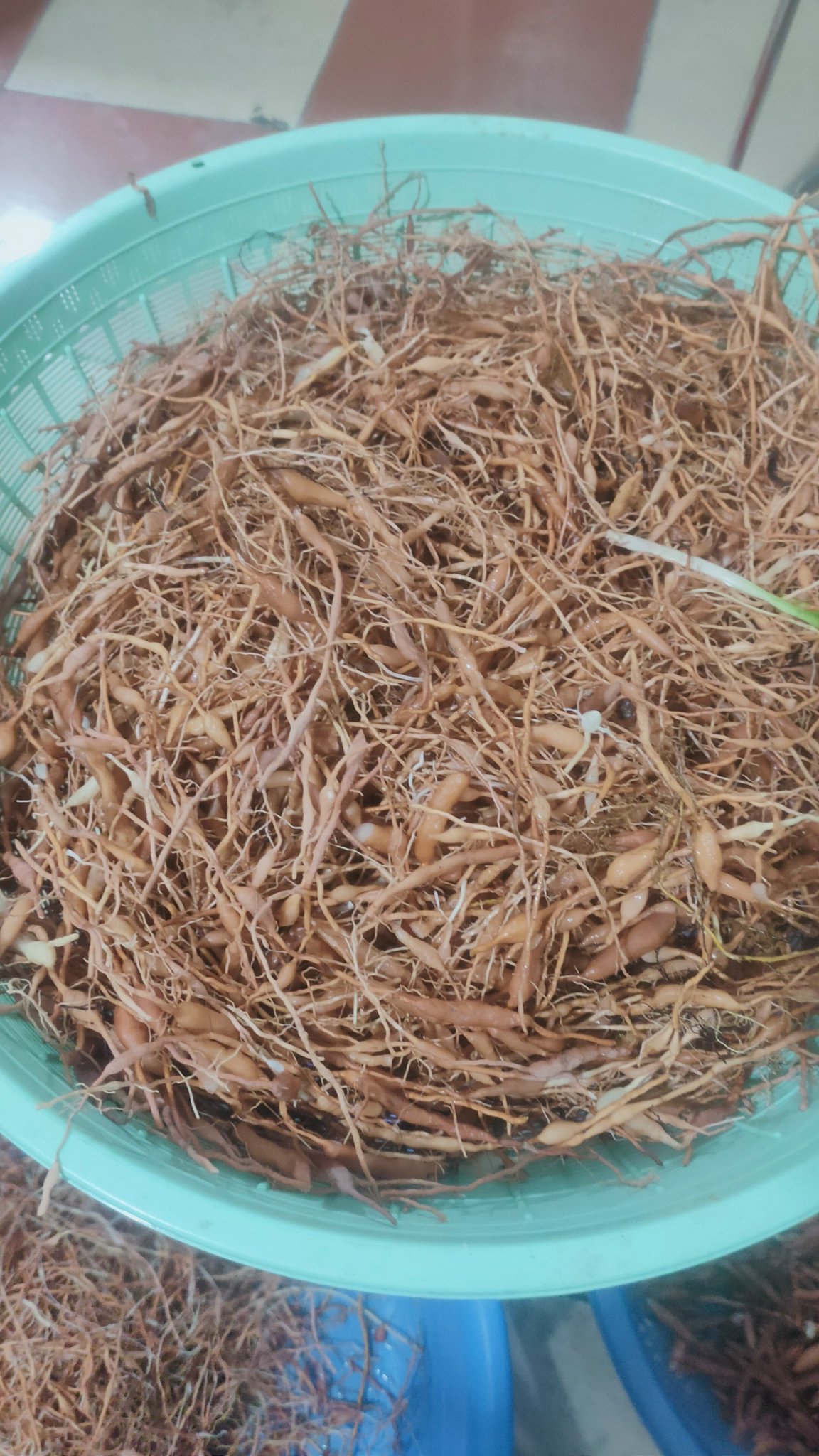 Medicinal herb