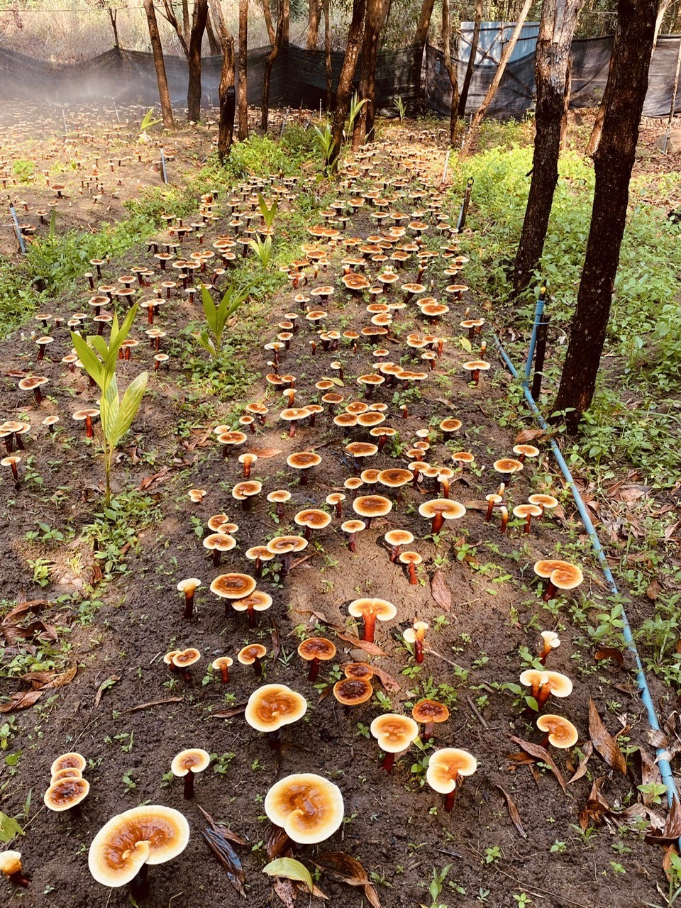 Ganoderma lucidum