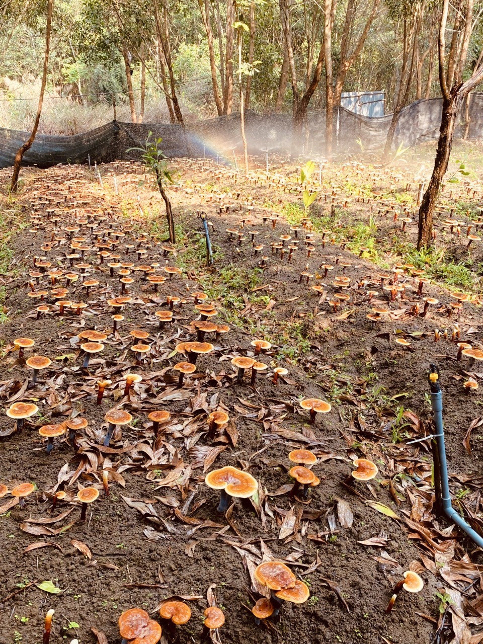 Ganoderma lucidum
