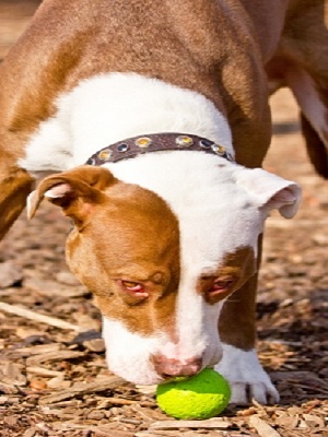 Pet toys
