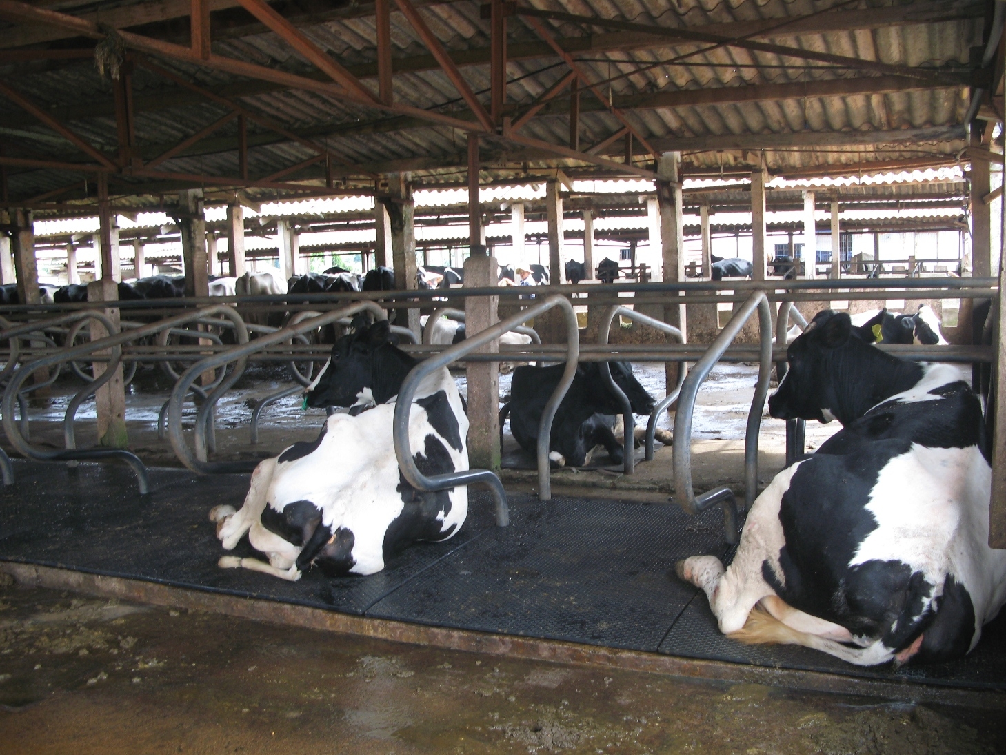 Cow mats