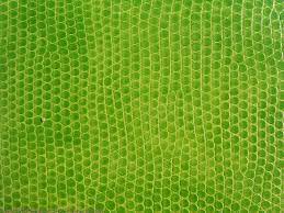 Snake Leather