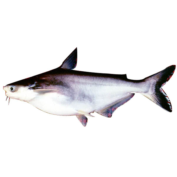 Seafood