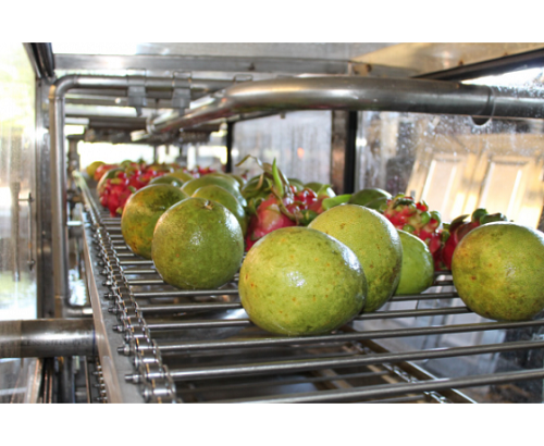 Industrial fruit cleaning machine