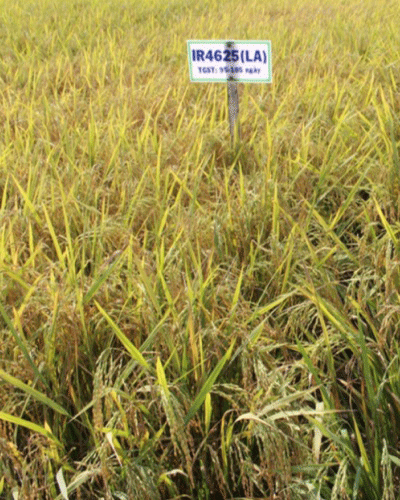 Rice Seed