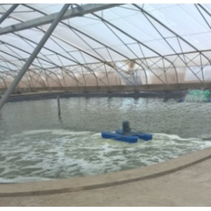 Oxygen generator for aquaculture