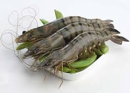Black tiger shrimp
