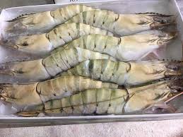 Black tiger shrimp