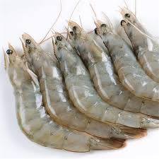 Vannamei shrimp