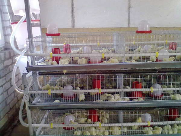 Livestock equipment