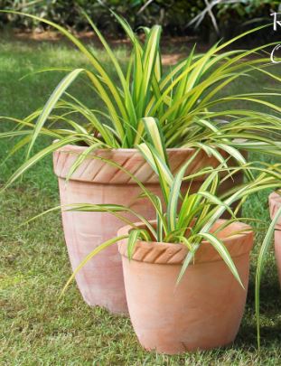 Terracotta pot