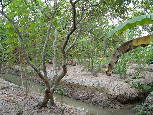 Ben Tre Fruit Garden