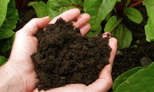 Soil for planting trees
