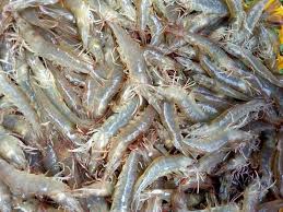 Vannamei shrimp