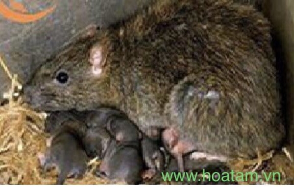 Termite and insect extermination service