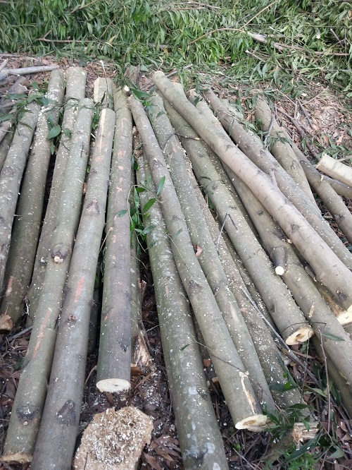 Raw timber