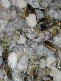 Black tiger shrimp