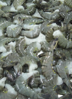 Black tiger shrimp