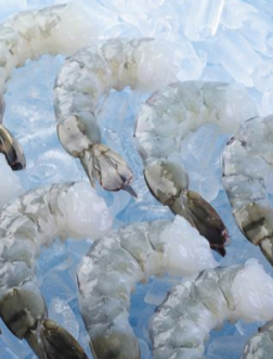 Black tiger shrimp