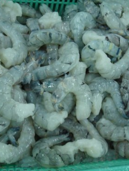 Black tiger shrimp