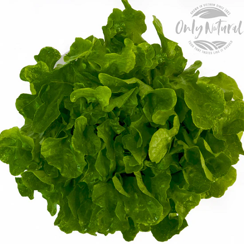 Green oakleaf