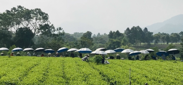 Tea Harvesting