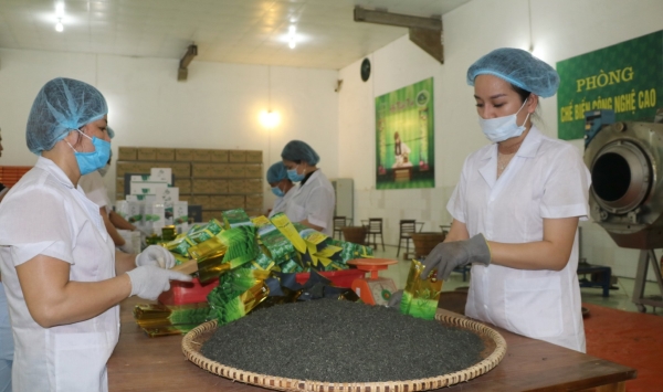 Tea Processing