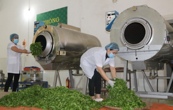 Tea Processing