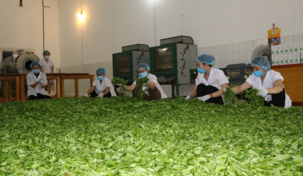 Tea Processing