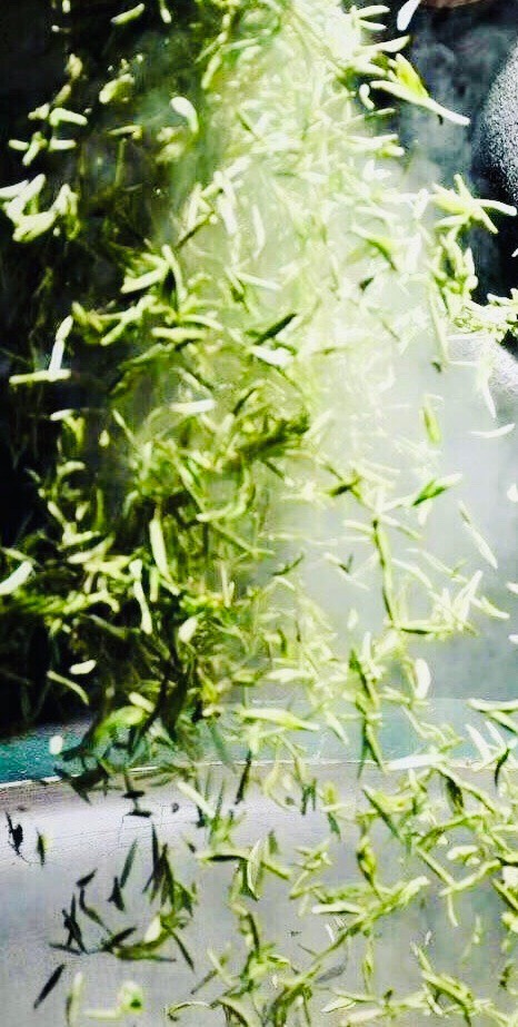 Tea Processing