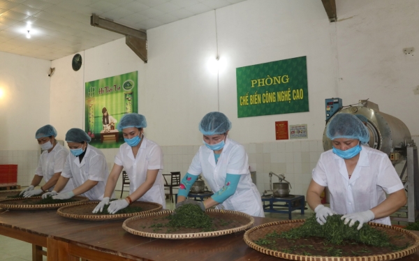 Tea Processing