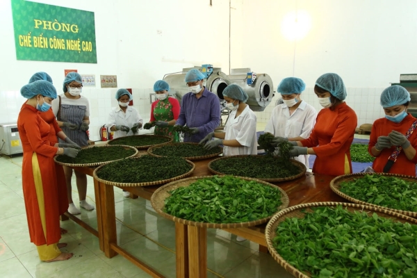 Tea Processing