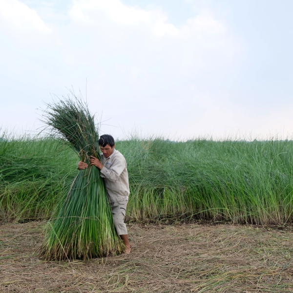 Harvesting materials