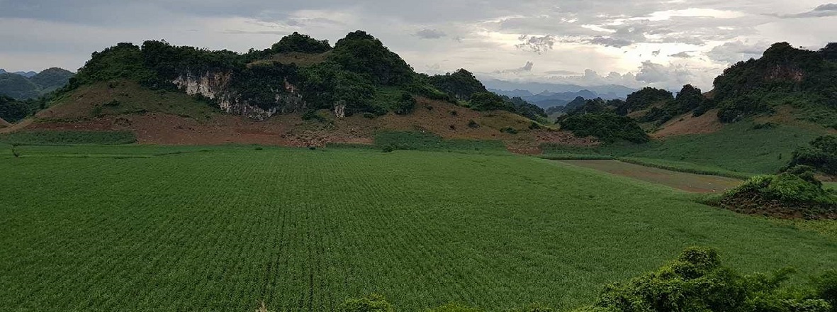Sugarcrane field
