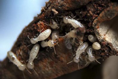 Termite protection service