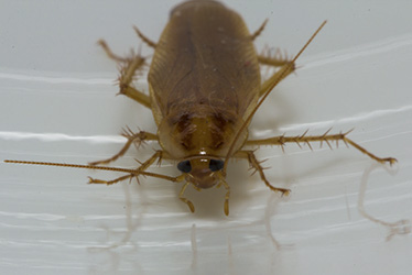 German cockroach control service
