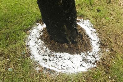 Termite control for plants