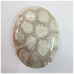 Fossil coral
