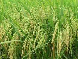 Crop protection