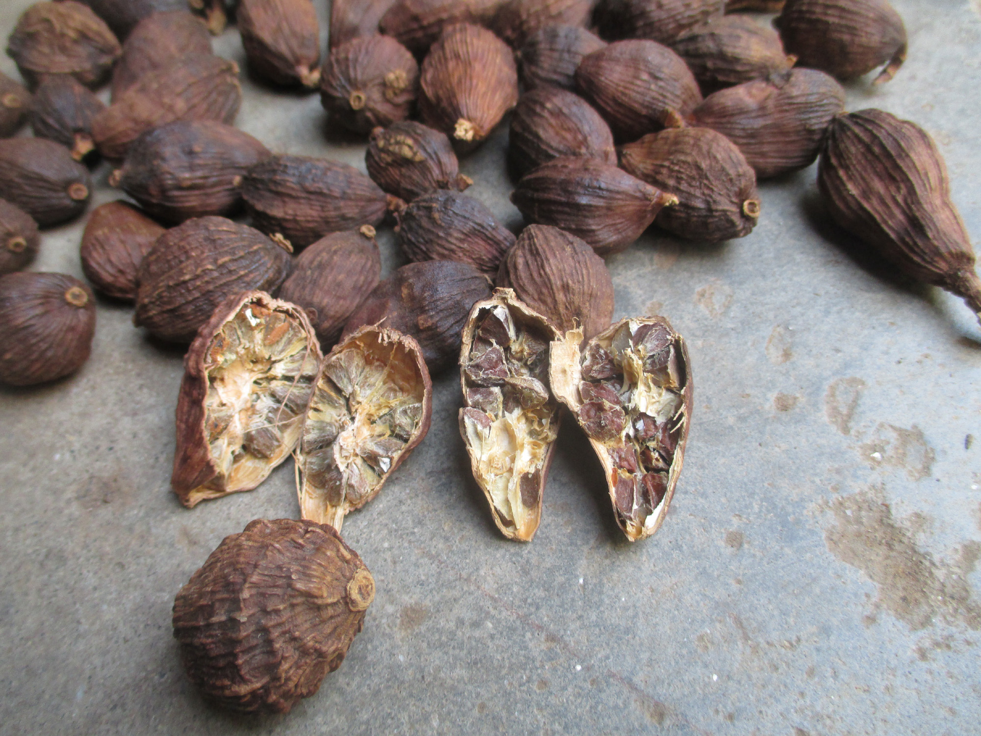 Black cardamom