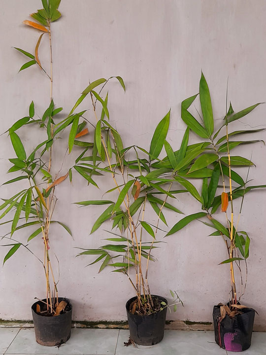 Golden bamboo type 1