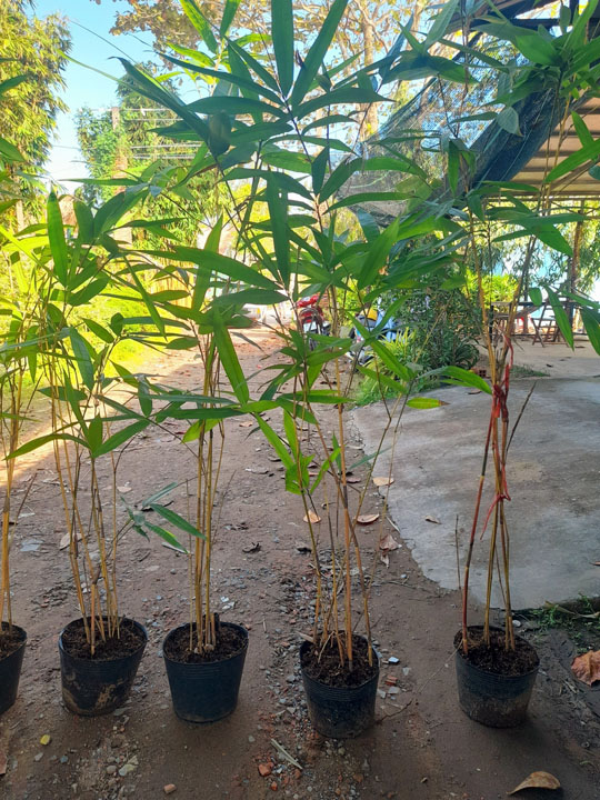 Golden bamboo type 2